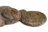 Tall Jurassic Ammonite (Hammatoceras) Display - France #381120-2